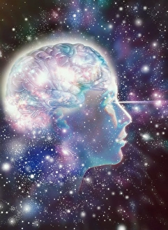 Anatomy Of The Human Head Stampe: Brain