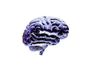 Human Brain Anatomy Stampe: Brain