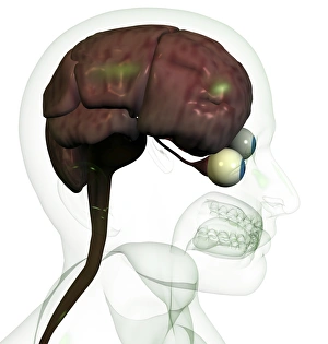 Brain Computer Artwork Stampe: Brain