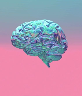 Human Brain Anatomy Stampe: Brain