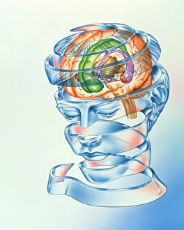 Stampe di Il sistema limbico. L'opera d'arte del sistema limbico del cervello, un reticolo coinvolto nell'espressione dell'instituto e della mood Immagini del 27 settembre 2002: Sistema limbo cerebrale