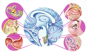 Stampe di Riflessi di nausea del cervello. L'opera dell'immagine della localizzazione nel cerebro dell'area responsabile dei vari riflessi di nausea e alcune delle cause Immagini datate 2004 settembre: Riflessione di nausea del cervello