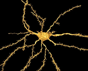 Central Nervous System Cells Stampe: Brain neuron