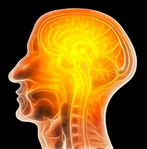 Stampe di Scanning del cervello. Arte computerizzata di una vista sagittale (laterale) della testa umana. La parte più grande del cervello è il cerebrum (parte superiore) Immagini datate 2008 novembre: Scansione del cervello, arte