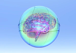 Computer Generated Brain Image Stampe: Brain in sphere, computer artwork