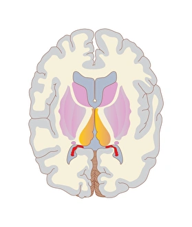 Human Brain Anatomy Stampe: Brain structures, artwork