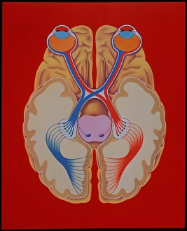 Nerve Impulse Transmission Stampe: Brain and vision