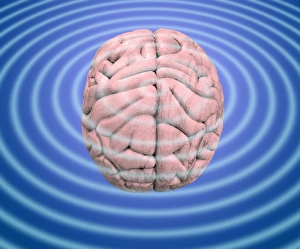 Stampe di Ondi cerebrali. Immagine concettuale di onde che emergono da un cervello umano. Questo può rappresentare l'attività elettrica del cervello, registrata su uno strumento electroencefalografico (EEG) Immagini datate 2011 novembre: Onde cerebrali, immagine concettuale