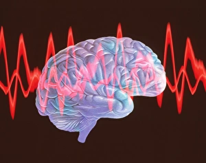 Brain Anatomy Stampe: Brainwaves