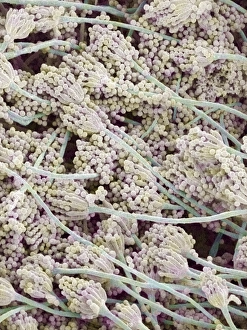 Coloured Scanning Electron Micrographs Stampe: Bread mould