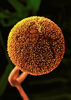 Stampe di Il miele di pane. Immagine a microscopio elettronegativo colorato (SEM) di un sporangium del miele di pane (Rhizopus stolonifer) Immagini del 4 agosto 2003: Crescita del pane, SEM