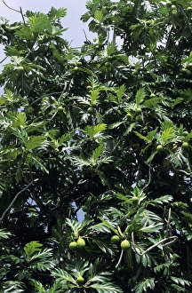 Artocarpus Altilis Stampe: Breadfruit