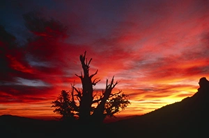 Bristlecone Pine Stampe: Bristlecone pine