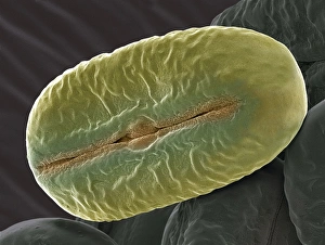 SEM Images Of Pollen Stampe: Broad bean pollen, SEM