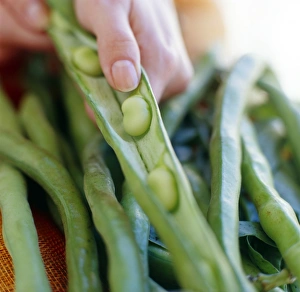 Kitchen Preparation Techniques Stampe: Broad beans