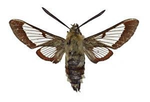 Hemaris Fuciformis Stampe: Broad-bordered bee hawkmoth C016 / 2159