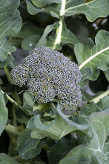 Vegetable Garden Photos Stampe: Broccoli