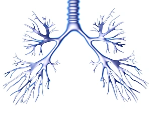 Artefatto darte del ramo bronchiale, immagine digitale