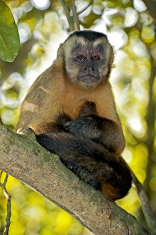 Stampe di Il piccolo monacco cappuccio marrone nel ramo di un albero. Il piccolo capuchin (Sapajus apella) è nativo dell'America del Sud e uno dei primati più diffusi nella Neotropica Immagini datate 2013 febbraio: Scimmia cappuccina marrone in un albero