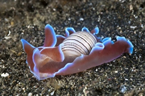 Lembeh Strait Marine Life Stampe: Bubble shell