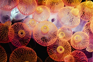 Bubble Tip Anemone Stampe: Bubble tip anemone