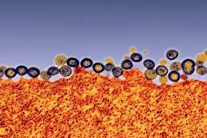 Viral Infection Stampe: Budding HIV particles, TEM
