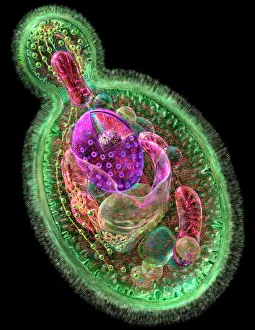 Stampe di La cellula di lievito in via di maturazione. L'opera d'arte informatica della sezione attraverso una cellula di lievito ( Candida albicans ) che si riproduce asexualmente Immagini datate 2008 luglio: Cellula di lievito in via di fermentazione