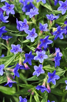 Spring Flower Photography Stampe: Buglossoides flowers
