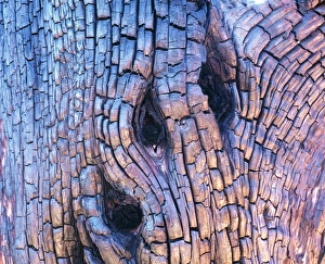 Forest Fire Damage Stampe: Burnt tree bark