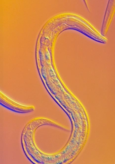 Stampe di Caenorhabditis elegans nematode verme, micrografo di luce. Questo verme ermafrodita che vive nel suolo è uno dei più studiati animali nella ricerca biologica e genetica Immagini datate 2002 settembre: Verme di C.elegans
