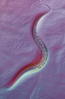Immagini datate 15 aprile 2011: Verme C . elegans, fotografia a luce bianca