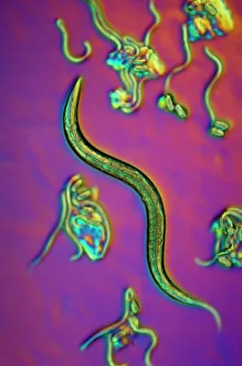 Light Micrograph Images Stampe: C. elegans worms, light micrograph