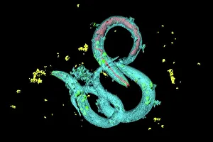 Immagini datate 25 marzo 2013: Vermi di C.elegans sotto la luce del microscopio
