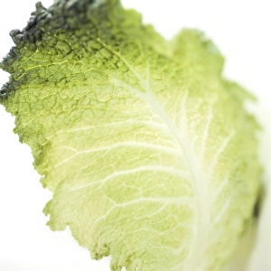 Fresh Green Vegetable Stampe: Cabbage leaf