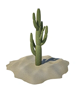 Cactus Art Stampe: Cactus, artwork