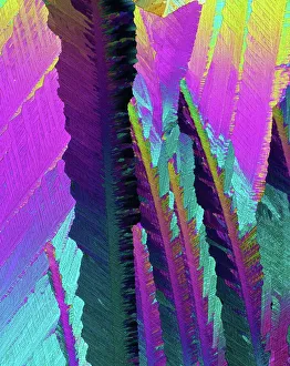 Crystalli di caffeina, micrografia leggera