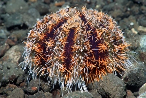 Tropical Sea Creatures Stampe: Cake urchin