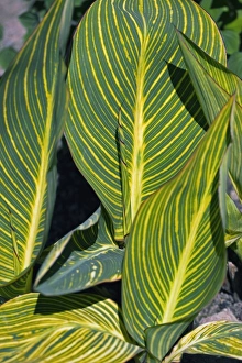 Exotic Houseplants For Sale Stampe: Calla sp