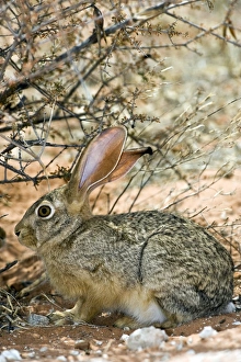 Stampe di La lepre di Capo (Lepus capensis) si rifugia sotto un arbusto Immagini datate 2009 settembre: Capo di una barba