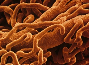Scanning Electron Microscope Photos Stampe: Capillaries, SEM