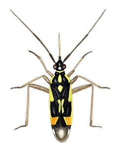 Stampe di Coccia di capsule (Calocoris sexguttatus), arte. Questa specie di insetto piante misura tra i 5,6 e i 7,6 mm di lunghezza Immagini datate 2006 febbraio: Cappello di insetto