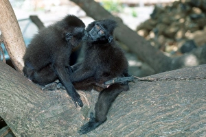 Endangered Primate Species Stampe: Captive crested black macaques