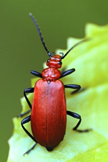 Dorset Wildlife Stampe: Cardinal beetle on a leaf
