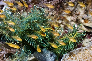 Coral Reef Ecosystem Photos Stampe: Cardinalfish