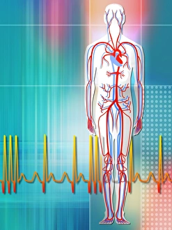 Human Cardiovascular System Stampe: Cardiovascular system