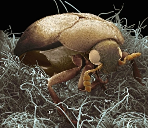 Stampe di Cucetta di tappeto (Anthrenus sp.) su fibre di tessuto, micrografo a risonanza elettronica coloreato (SEM) Immagini del 26 luglio 2011: Cucchio di seta