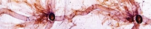 Light Microscopy Images Stampe: Caterpillar spiracles, light micrograph