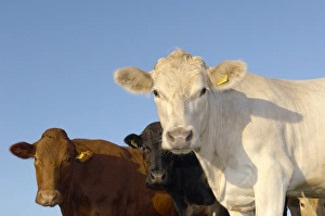 Cattle Breeds Stampe: Cattle