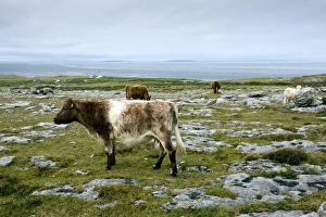 Irish Countryside Stampe: Cattle grazing in Eire