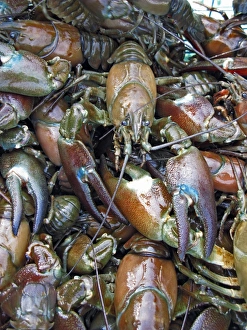 Freshwater Crustaceans Stampe: Caught crayfish